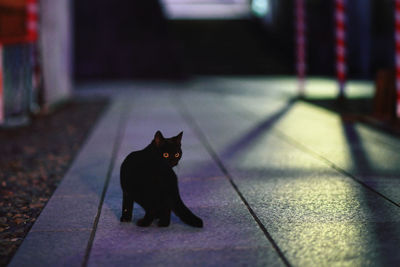 Black cat