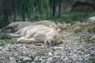 Sheep resting on rock