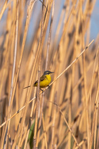 Close-up of bird perching on plant