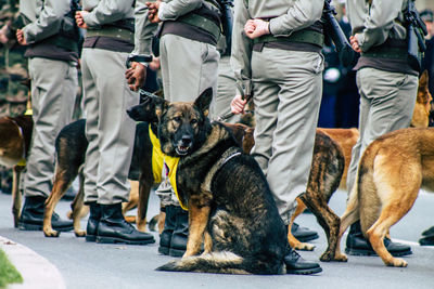 Low section of people with dogs