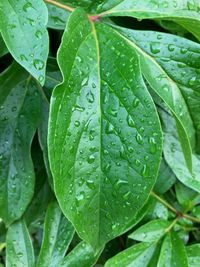 Full frame shot of wet leaves