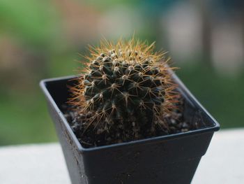 Close-up of succulent plant on table