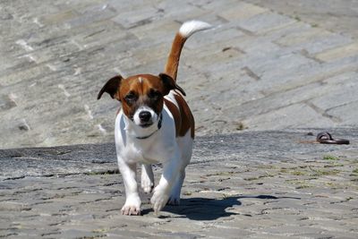 pet