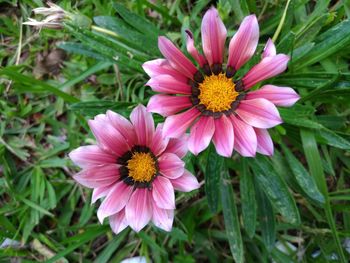 Close-up of pink flower on field