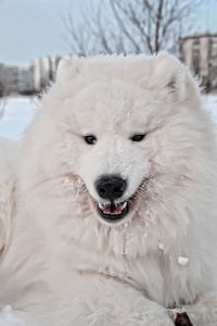 Close-up portrait of a dog on snow