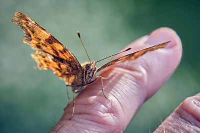 Close-up of butterfly on hand