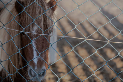 Close-up of a barbed wire fence in zoo