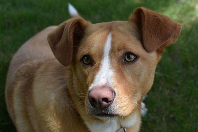 Close-up portrait of dog