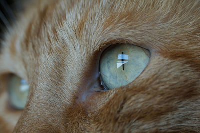 Close-up portrait of a cat