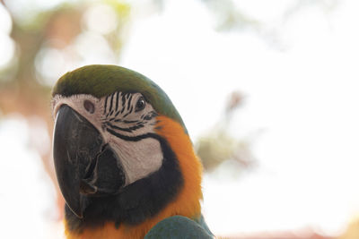 Close-up of a parrot