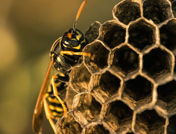 Macro photo of a wasp protecting its nest