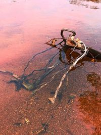 Leaf in water