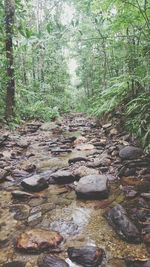 Stream amidst trees