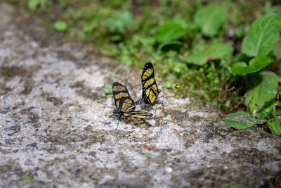 Close-up of two butterflies on the ground