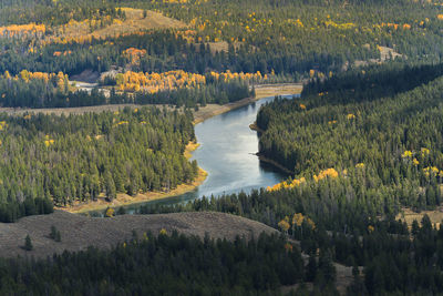 Panoramic view of trees growing in forest