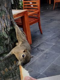 Close-up of squirrel on tree trunk