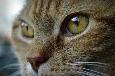 Close-up portrait of cat