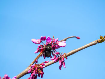 Low angle view of bee on pink flower against clear blue sky