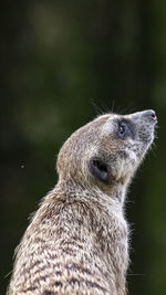 Close-up of an animal