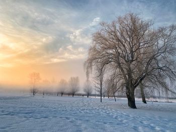 Bare trees on snow covered field against sky