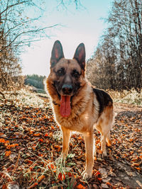 Dog looking away on field