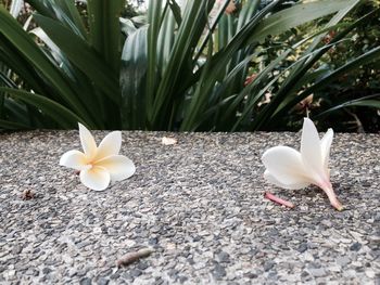 Close-up of white flower growing in garden