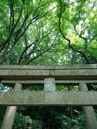 Bench by trees in park