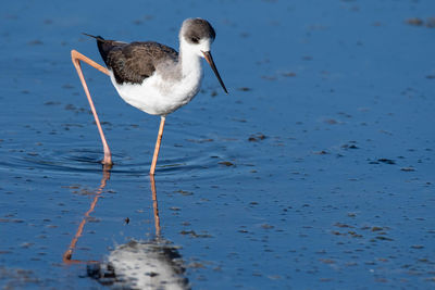 Close-up of seagull on beach