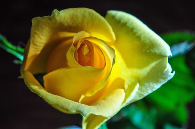 Close-up of yellow rose against black background