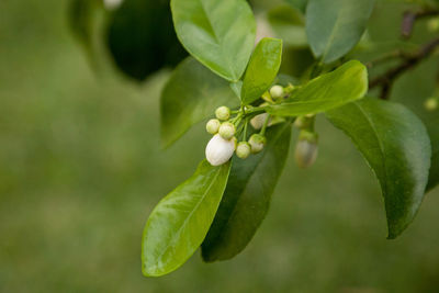 Close-up of wet plant growing on tree