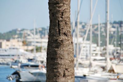 Close-up of tree trunk against built structure