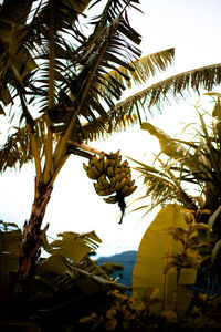 Low angle view of bee on palm tree against sky