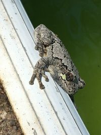 wildlife