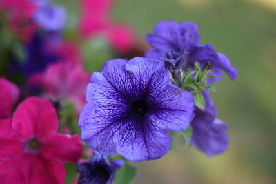 Close-up of purple flowers blooming outdoors