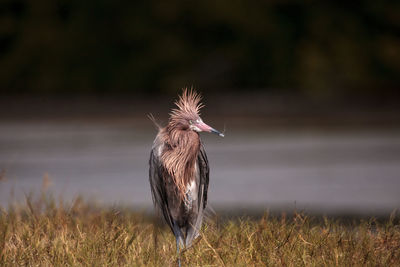 View of bird perching on grass