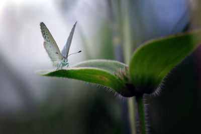 Close-up of bog copper butterfly on a leaf