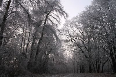 Low angle view of trees against sky