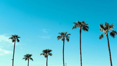 Low angle view of coconut palm trees against blue sky