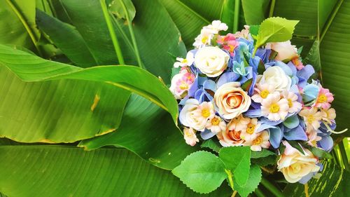 High angle view of flowering plant leaves