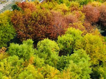 Close-up of autumn tree