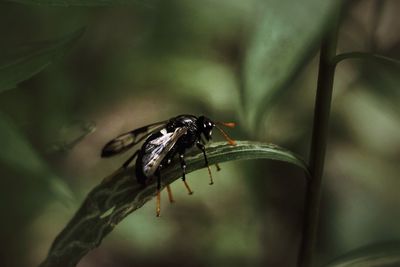 Close-up of fly on leaf