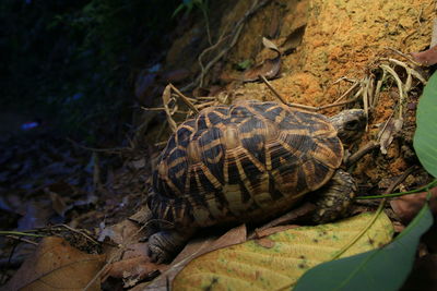 High angle view of snake on field