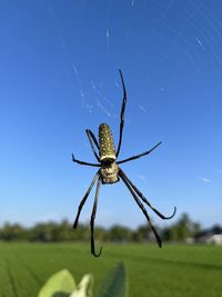 Close-up of spider