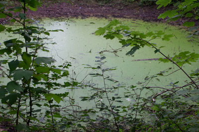 Scenic view of lake and plants