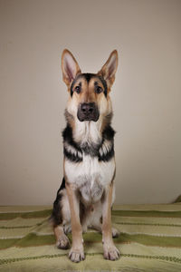 Portrait of dog standing against wall