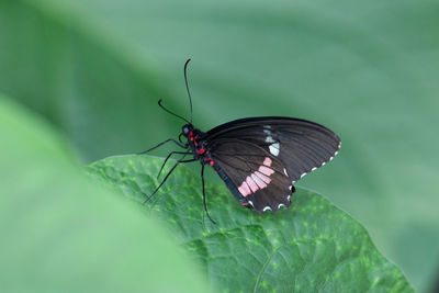 Butterfly on leaf