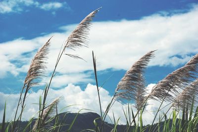 Low angle view of plants against sky