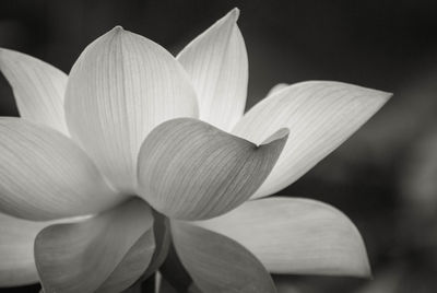 Close-up of lotus blooming outdoors