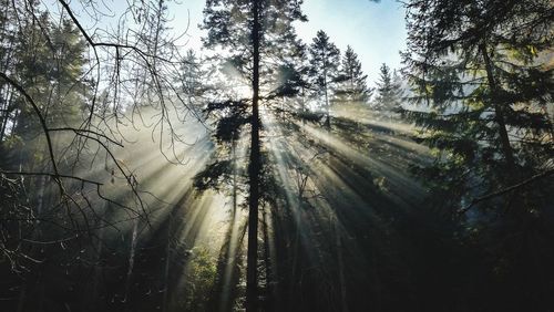 Scenic view of forest