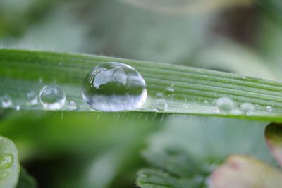 Close-up of raindrops on leaf